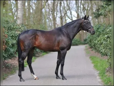 Comment s’appelle la race de ce cheval ?