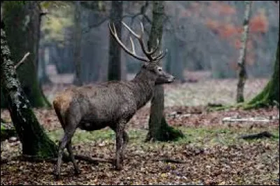 Choisissez la bonne réponse, et olifant qui mal y pense !