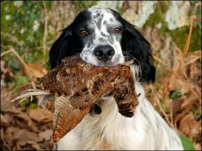 Vous dormez profondément et vous faites un rêve, vous êtes à cheval au moyen-âge et vous participez à un tournoi, bien entendu vous gagnez, mais allez-vous trouver le mot mystère ?