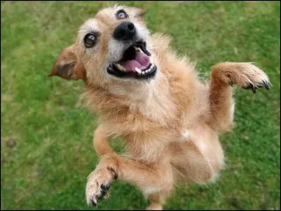 Te sens-tu parfois démuni(e) face aux besoins ou aux comportements de ton animal ?