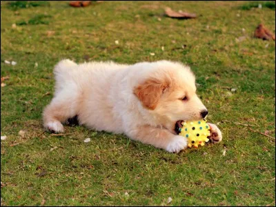 As-tu des questions ou des préoccupations non résolues concernant ton animal ?