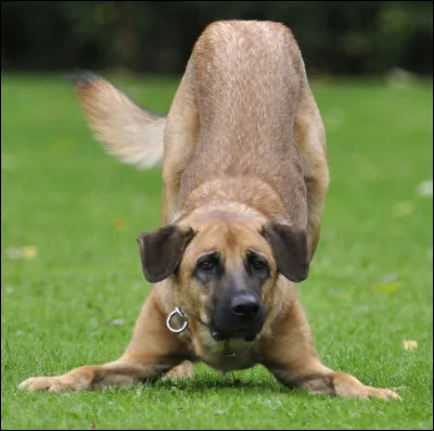 As-tu remarqué un changement soudain dans le comportement de ton animal ?