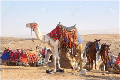 Quel est l'animal le plus utile en promenade parmi ceux-ci ?