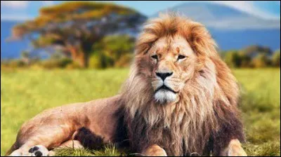 Quel est l'animal que tu préfères ?