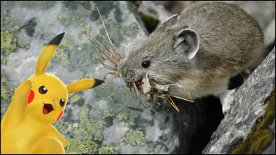 Pikachu est un(e)...