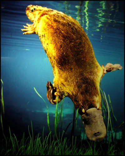 Quelle est la bonne orthographe pour ce curieux animal cher au capitaine Haddock ?