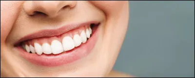 Combien de dents a un chien adulte ?