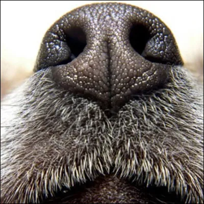 Comment appelle-t-on le museau du chien ?