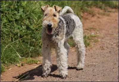 Et le fox-terrier est connu pour ?