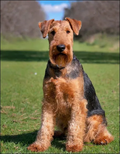 Quel est cette race ?