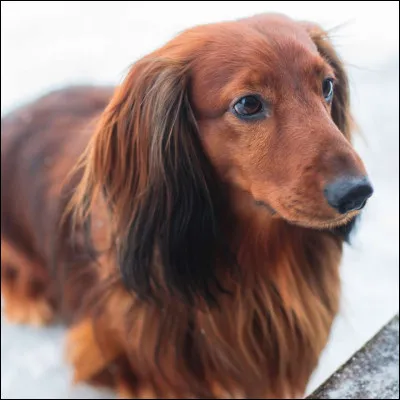 Quel chien est surnommé le «chien saucisse » ?