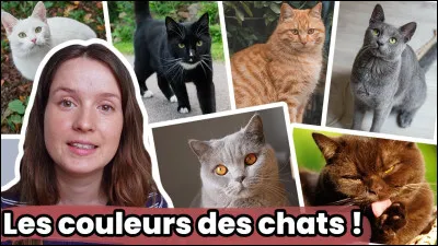 Quels chats sont les plus beaux, par rapport à leur pelage, selon toi ?