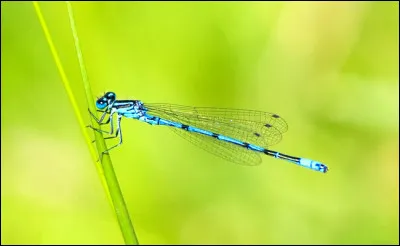 Une libellule peut mesurer 75 cm.