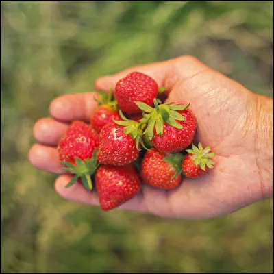 Lequel de ces films de Mario Camerini est sorti en 1950 ?