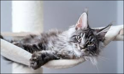 Animaux - Quelle est la race de ce chat ?