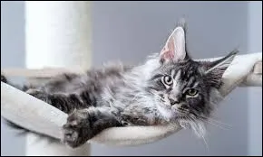 Animaux - Quelle est la race de ce chat ?