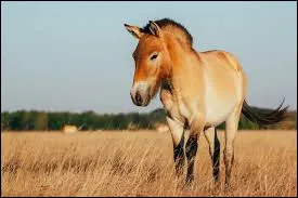 Langue &eacute;trang&egrave;re - Comment dit-on le mot "cheval" en espagnol ?
