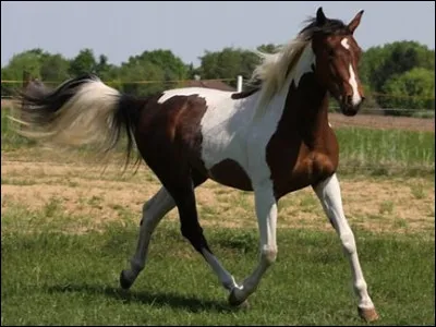 Comment s'appelle cette robe ?