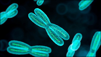 Combien de chromosomes lhomme possède-t-il ?