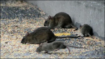 Km 0 : Rotterdam. C'est la ville natale d'un philosophe humaniste au XVIe siècle. Qui était ce beau bébé ?