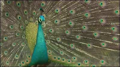 Km 38,1 : Barendrecht. Puisque nous sommes en plein Jeux à Paris : Inge de Bruijn, dont 2000 est la grande année, devient triple championne olympique lors des Jeux de Sydney. en quelle discipline a-t-elle réalisé ses exploits ?