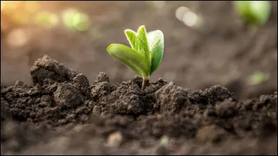 Comment vois-tu le monde ?