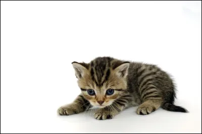 Quel est ton plus gros défaut ?