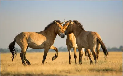 Quel est ce cheval considéré comme étant le dernier cheval véritablement sauvage de la planète ?