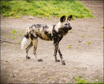 Quel est le nom de cet animal, appelé également chien sauvage d'Afrique ?