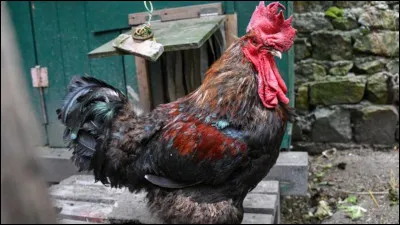 Sur quelle île de Charente-Maritime, le coq ''Maurice'' a-t-il été mis sur le devant de la scène médiatique en 2019 pour assignation pour pour nuisance sonore ?