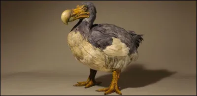 Quel est le nom de cet oiseau endémique de l'ile Maurice, disparu depuis la fin du XVIIe siècle ?