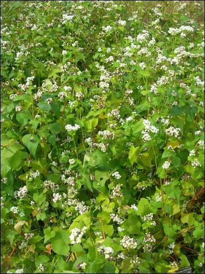 En 1831, Honoré de Balzac a publié...
