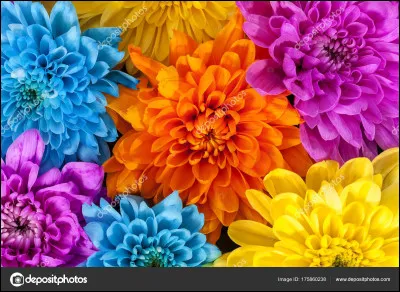 Quelle devrait être la couleur la plus présente dans le M/V ?