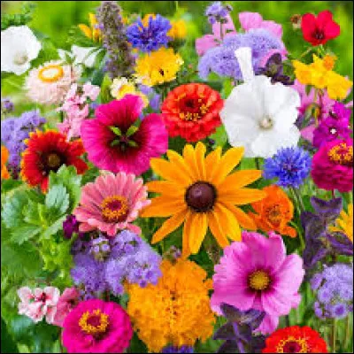 Laquelle de ces fleurs est une pivoine ?