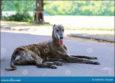 Quelle est cette race de chien ?