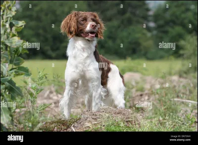 Quelle est cette race de chien ?