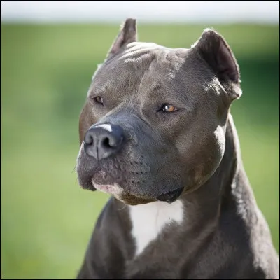 Quelle est cette race de chien ?