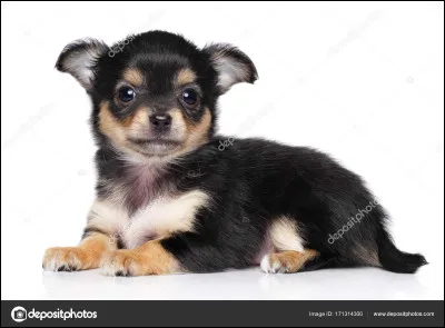 Quelle est cette race de chien ?