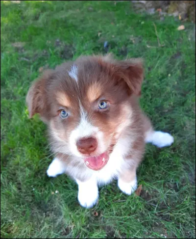 Quelle est cette race de chien ?