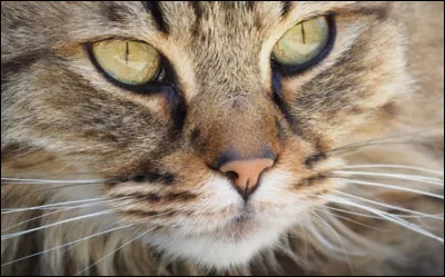 De quelle couleur sont tes yeux ?