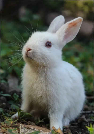 Que fait Nuage de Feu qui est contraire au code du guerrier ?
