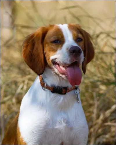 L'épagneul breton est :