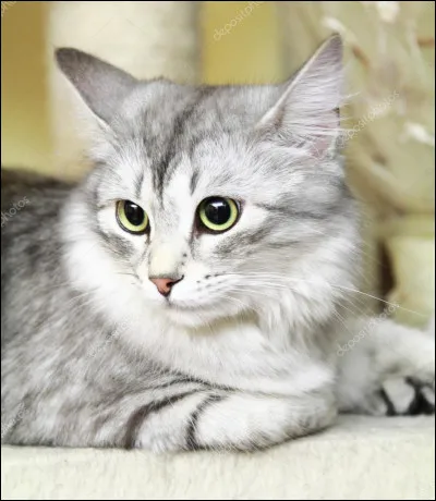 Si Millie avait été une guerrière, elle se serait appelée Pelage Argenté :