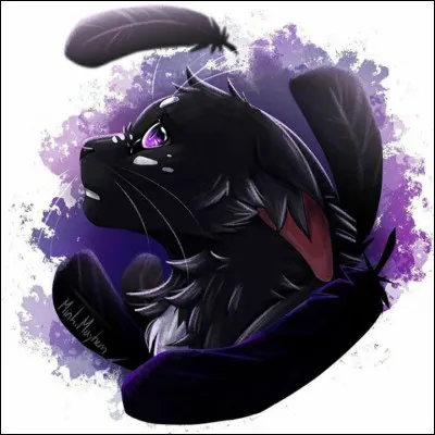 Dans lequel y a-t-il des chats ?