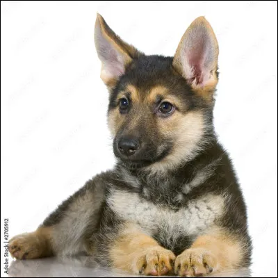 Il existe un chien que l'on peut considérer comme le petit cousin du berger allemand. Lequel ?