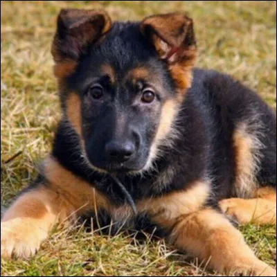 Le berger allemand est un...