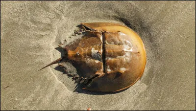 Quelle est la particularité de la limule, parfois appelée ''crabe des Moluques'' ' ou ''crabe fer à cheval'' ?