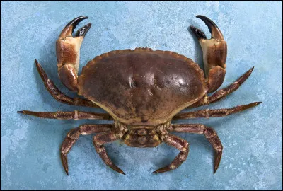 Quel autre nom donne-t-on au tourteau ?