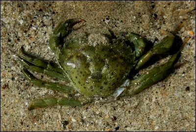 Quel est le nom de ce petit crabe vert ?