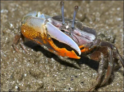 Quel est le nom de ce crabe ?